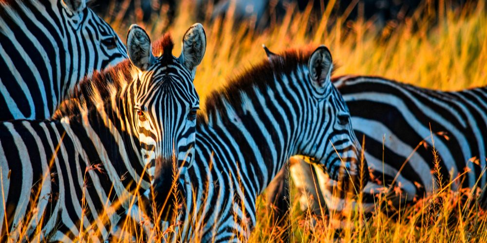 herd-of-zebra-kenya