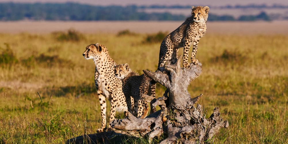 tanzania-cheetah-getty-images