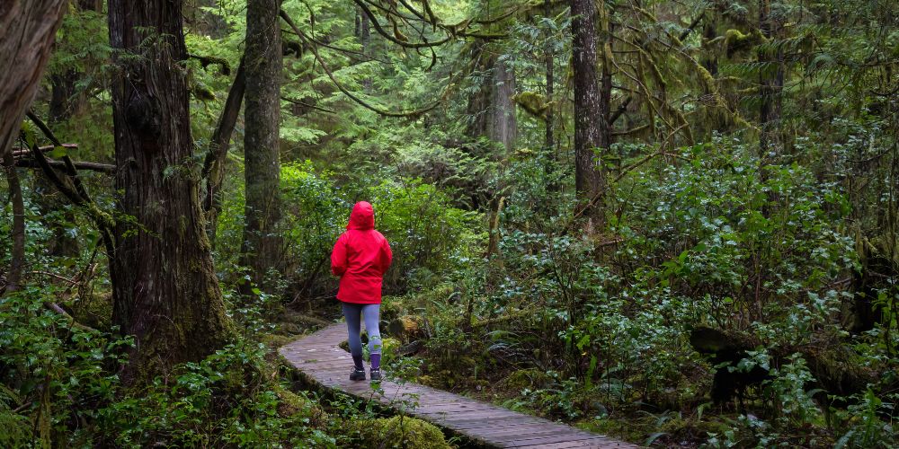 wooden-walkway-forest-tofino