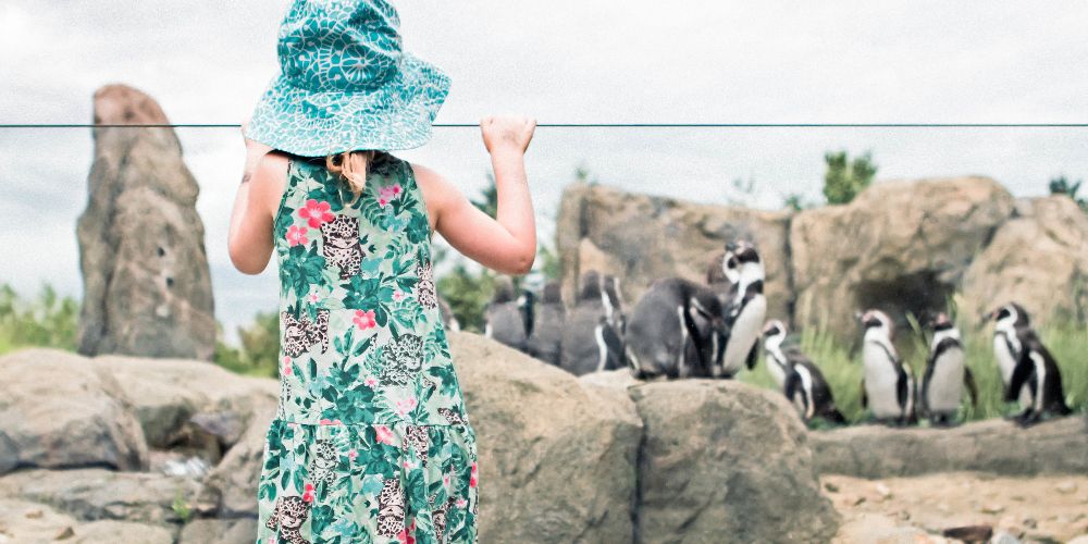 girl-penguins-calgary-zoo-tourism-calgary