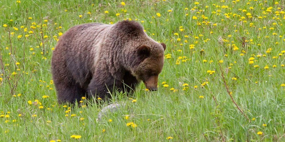 grizzly-bear-lake-louise-ski-resort-travel-alberta