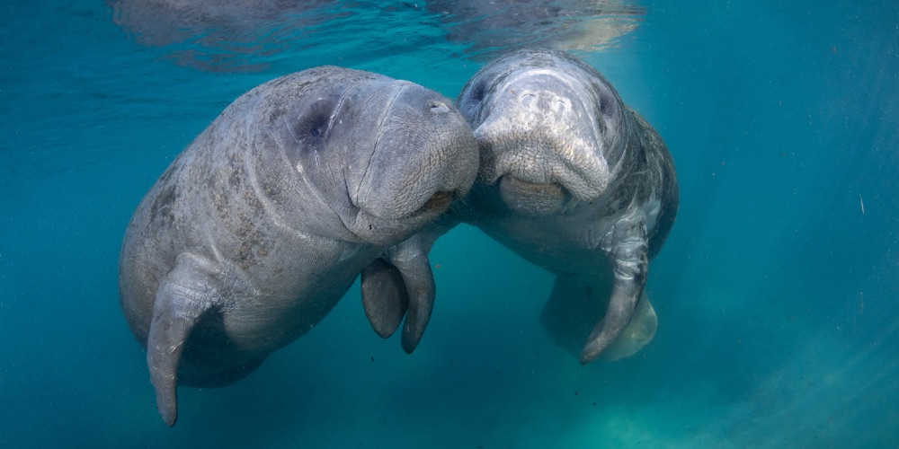 Manatees-at-Crystal-River-Preserve-State-Park-orlando