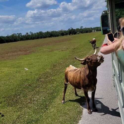 ranch-eco-tour-southwest-florida