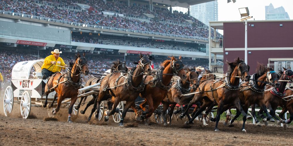 chuckwagon-races-canada