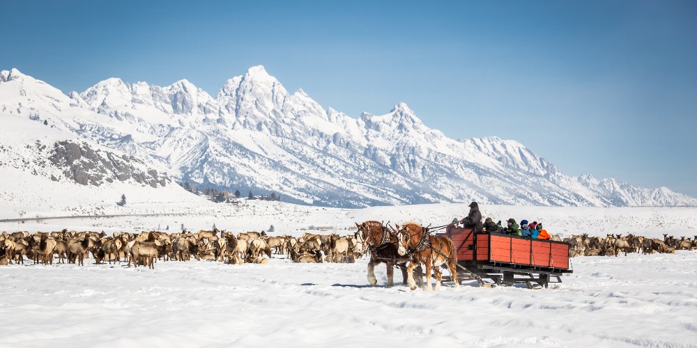 elk-sanctuary-wyoming