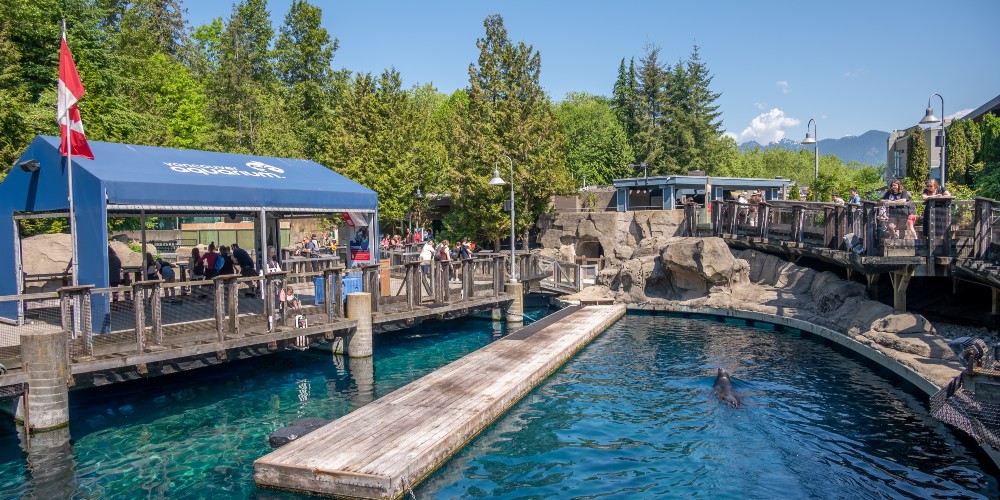 sea-lion-vancouver-aquarium