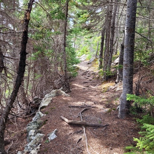 trail-root-salvage-newfoundland