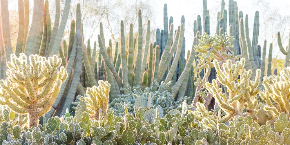 desert-botanical-gardens-arizona-family-vacation