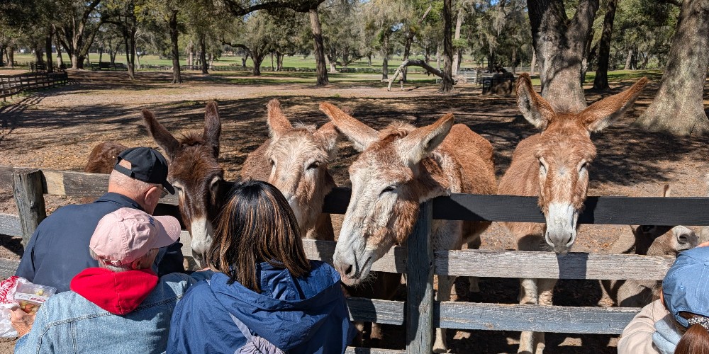 gypsy-gold-horse-farm-florida-family-vacation