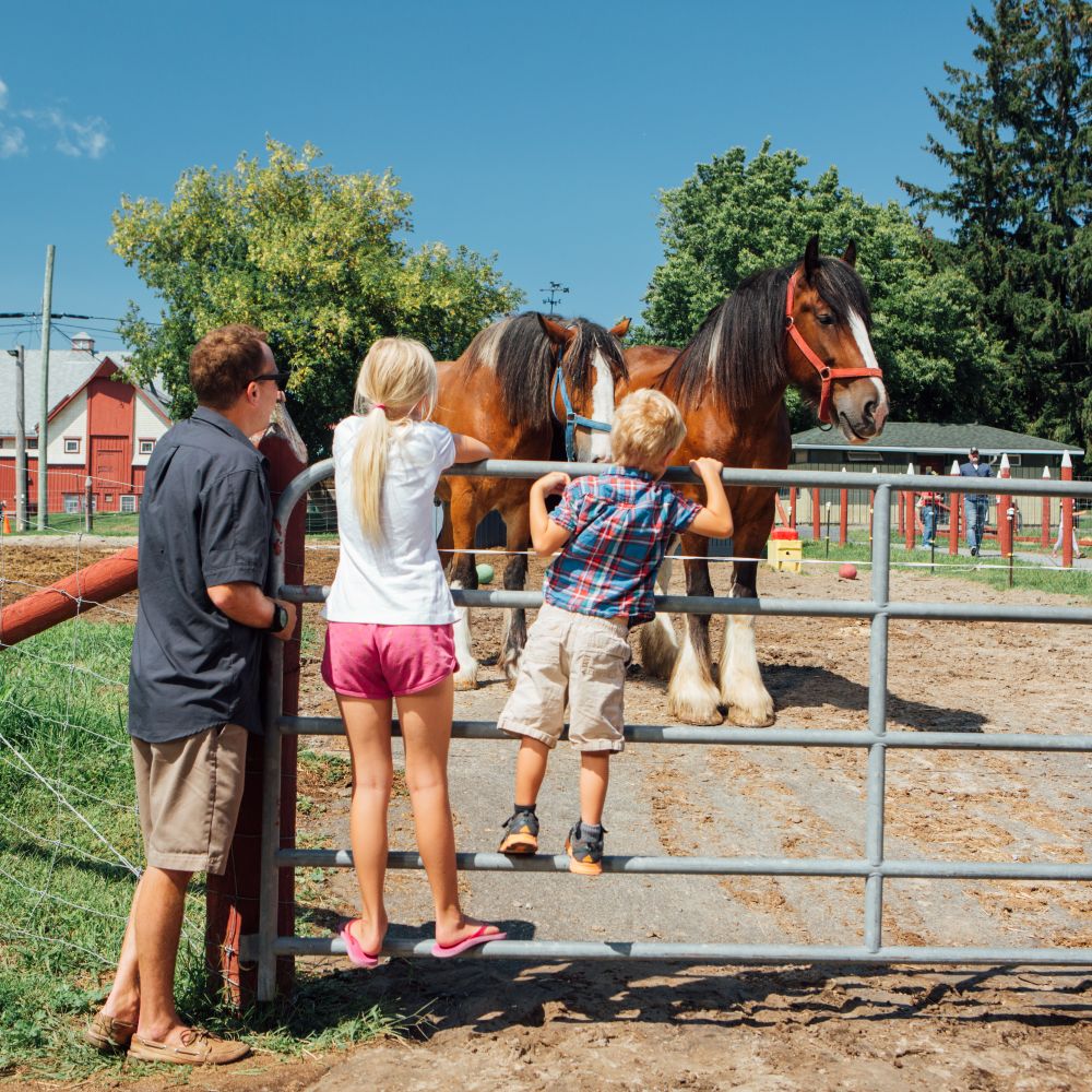 Canada-Agriculture-and-Food-Museum-horses