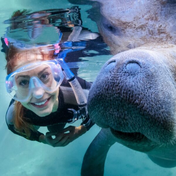 manatee-snorkeling-best-florida-family-vacation-crystal-river